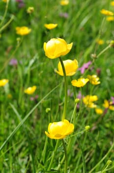 Troll Flowers
