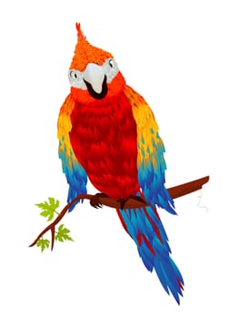 Starring parrot, isolated object over white background