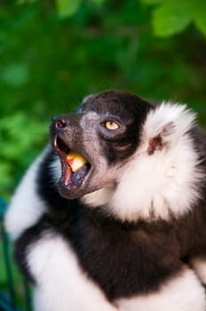 Head and shoulders shot of a feeding black and white ruffed lemur with its mouth wide open against natural green leaves background