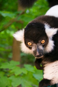 Head and shoulders shot of a black and white ruffian looking to the side against natural green background
