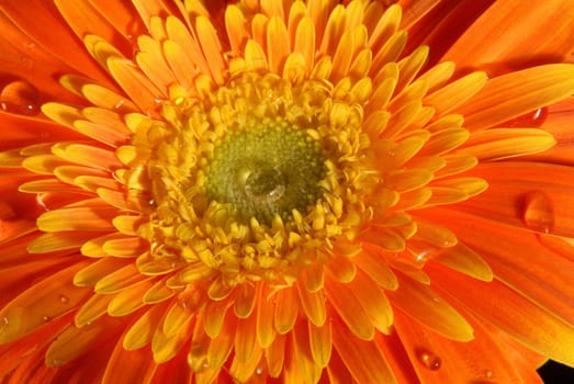 Orange gerbera flower texture close up with little water drops on black background.