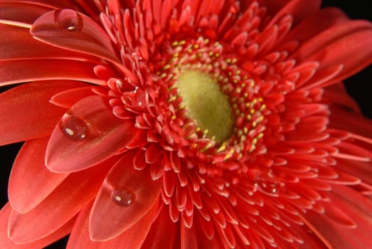 Red gerbera flower texture close up with little water drops on black background.
