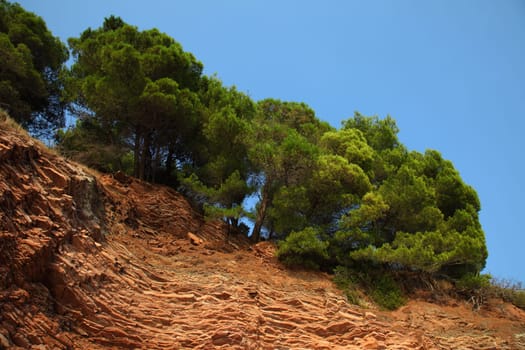 Aleppo pines