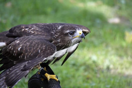 Common buzzard