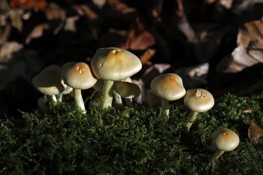 Green-leaved sulphur heads