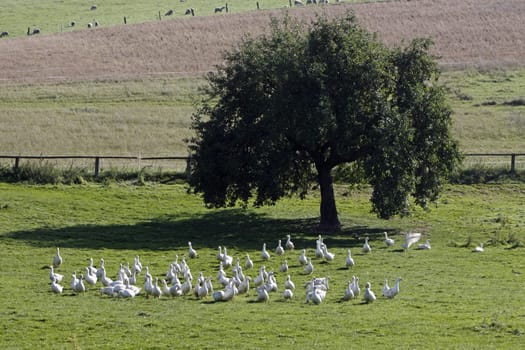 Geese in a meadow
