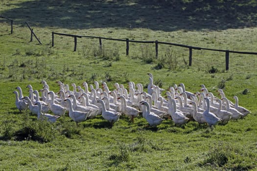 Domestic geese in a meadow