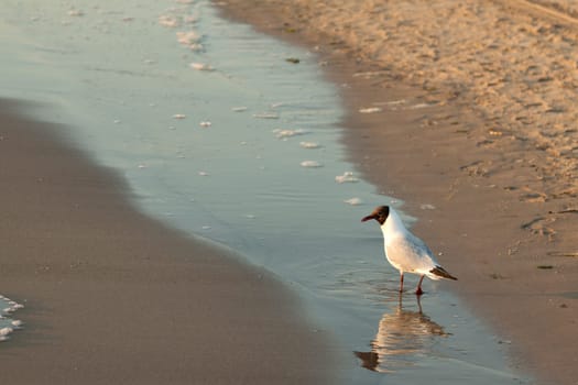 Seagull running in a puddle on the Baltic Sea beach