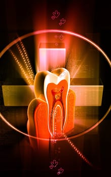 Digital illustration of teeth cross section in colour background