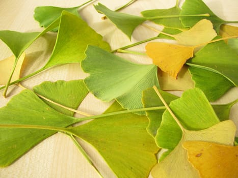 Ginkgo leaves