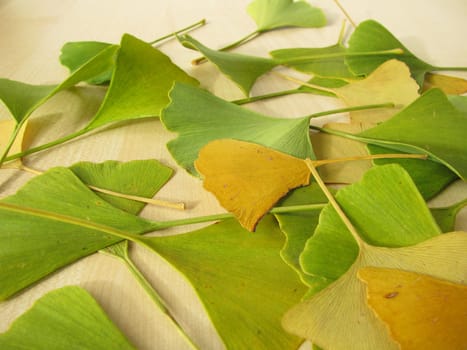 Ginkgo leaves