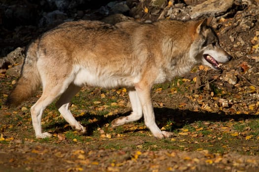 The Wolf