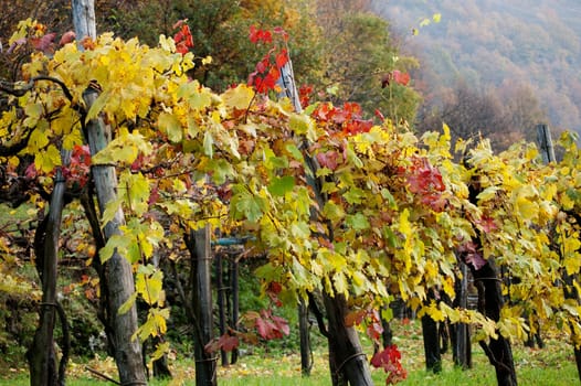 view of Rows of Grape Vines in autumn scene