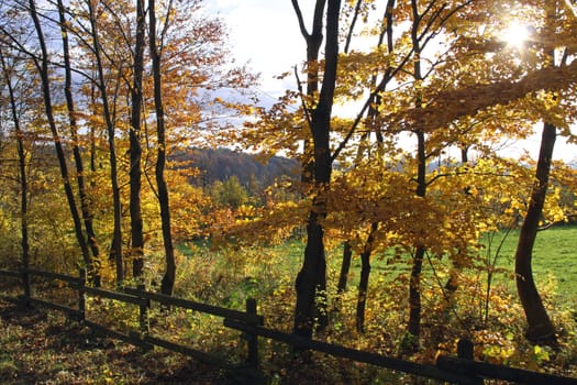 Autumn walk
