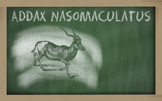 Addax nasomaculatus sketched with chalk on blackboard