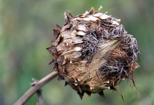 Cynara cardunculus