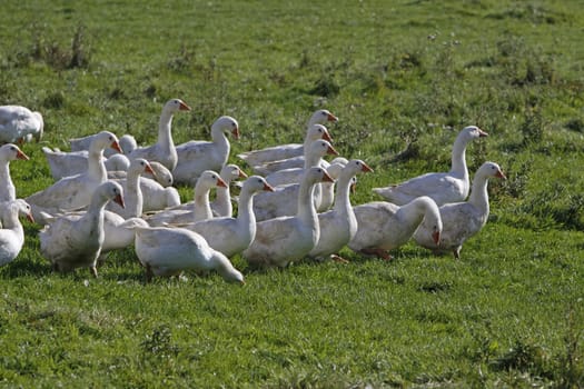 Domestic geese in a meadow
