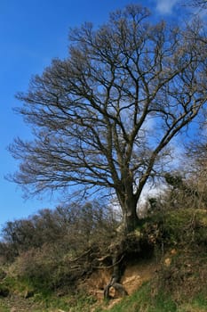 Tree at the fishing harbour of Klein Zicker,island of Rügen,Mecklenburg-Western Pomerania