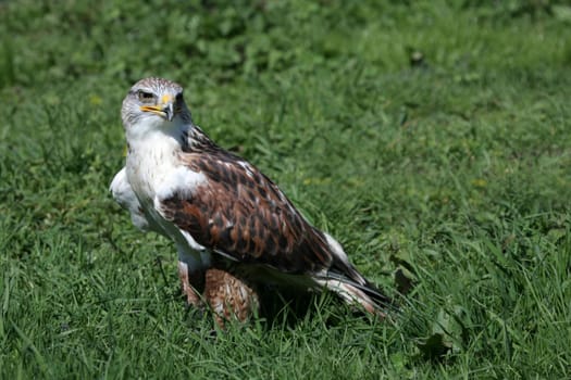King's rough-legged buzzard