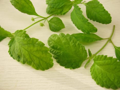 Aztec Sweet Herb