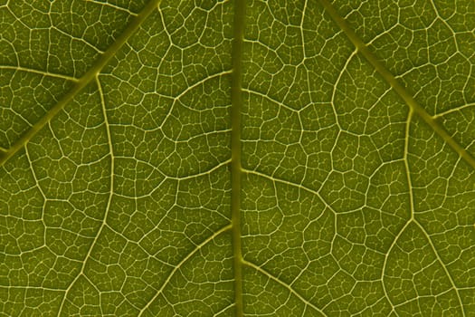 A close up of a green leaf showing its veined pattern