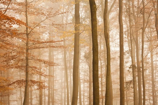 forest without cake without mushrooms without gras without aegeria