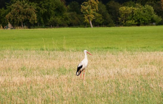 Strorch on the meadow