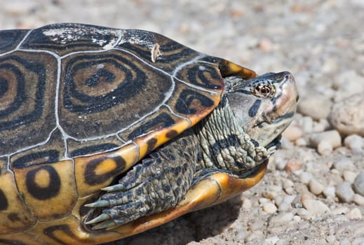 A closeup of a diamondback terrapin