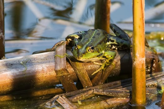 Close-up of a single water frog among reeds at sunset