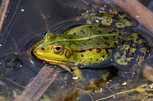 Close-up of a single water frog among reeds at sunset