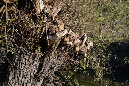 Pruning of a pollard willow
