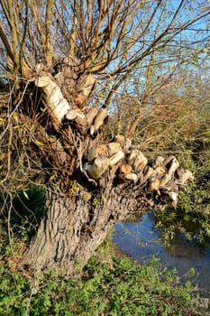 Capped pollard willow