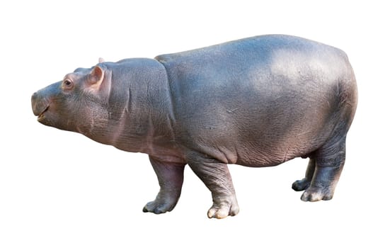 Baby Hippo Isolated on White Background