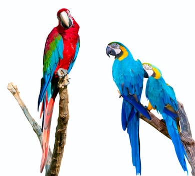 Ara Ararauna and Red and Green Macaw Isolated on White Background