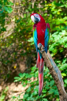 Red-and-green Macaw Parrot sitting on branch