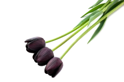 Dark purple tulip - often referred to as "black tulips"" on white background"