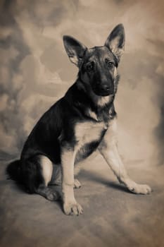 Dog portrait of german shepherd or guard dog