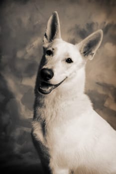 Dog portrait of german shepherd or guard dog