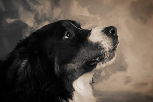 dog portrait of bernese or berner sennen herd dog