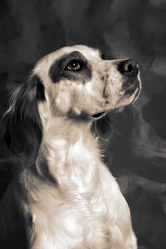 irish setter dog. pet animal portrait