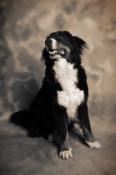 dog portrait of bernese or berner sennen herd dog