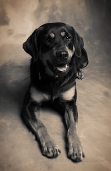 Dog Rottweiler or guard dog, portrait of pet animal