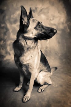 Dog portrait of german shepherd or guard dog