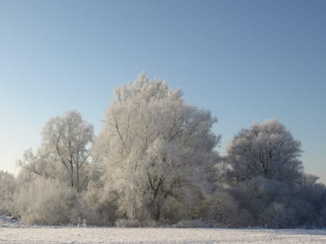 Salix Willows