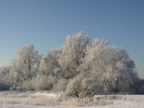 Salix Willows