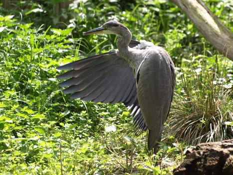 Grey heron