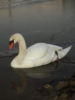 Mute swan