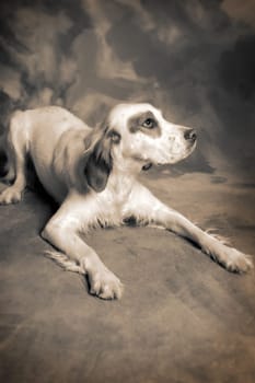 irish setter dog. pet animal portrait