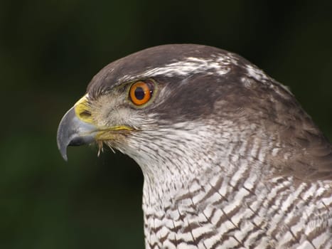 Hawk