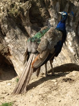 Blue peacock
